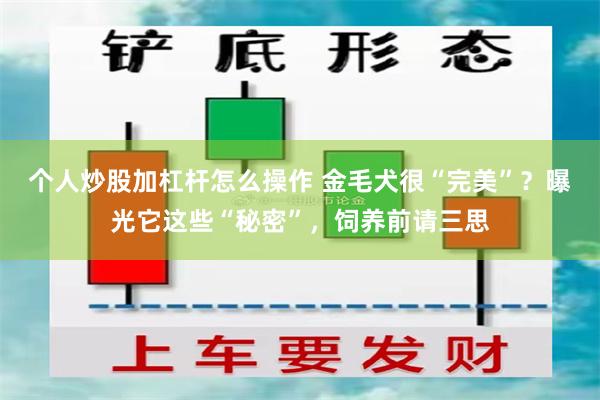 个人炒股加杠杆怎么操作 金毛犬很“完美”？曝光它这些“秘密”，饲养前请三思