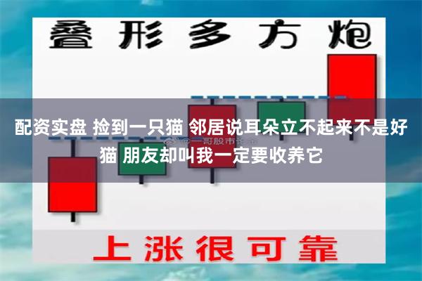 配资实盘 捡到一只猫 邻居说耳朵立不起来不是好猫 朋友却叫我一定要收养它